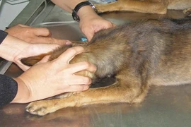 Hà Nội ghi nhận hai trường hợp tử vong do chó dại cắn