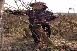 Đào nở rộ, chủ vườn đứng ngồi không yên