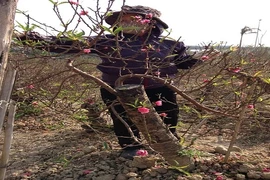 Đào nở rộ, chủ vườn đứng ngồi không yên