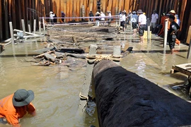 Bí ẩn nghĩa địa tàu cổ vật ở Quảng Ngãi