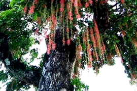 Lộc vừng cổ thụ cao 19m, hai người mới ôm hết, giá nửa tỷ không bán