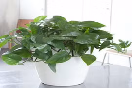 Cây trầu bà có thể gây nguy hiểm nếu trồng tại nhà