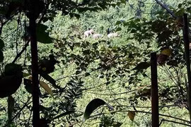 Đàn voi 7 con xuất hiện ở Quảng Nam: Chưa kịp mừng đã lo