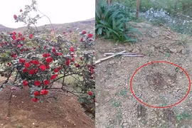 Bức xúc trồng hoa hồng cổ đắt giá để bị “đại gia” sành hoa đào trộm