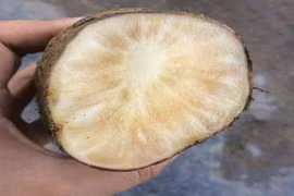 Bất ngờ củ sâm 2kg rẻ như khoai: Nấu canh xương cả nhà tẩm bổ