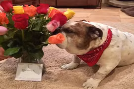 Nhìn vào tấm thiệp, vợ nín thở không biết nên cười hay khóc