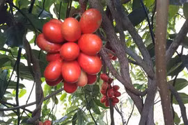 Loài cây quả máu ăn đẹp da ở Mào Sán Cáu vẫn trong vòng “bí ẩn"