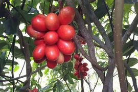 Loài cây quả máu ăn đẹp da ở Mào Sán Cáu vẫn trong vòng “bí ẩn"