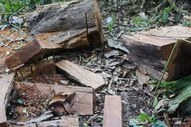 Sử dụng gỗ đốn hạ cây xanh đô thị làm bàn ghế trong công viên