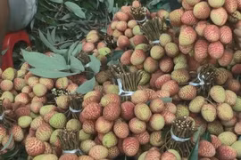 Sự thật về loại vải thiều đầu mùa được bán giá rẻ ở Hà Nội?
