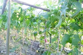 Loại quả rẻ như cho ở Việt Nam bỗng hóa đặc sản ở Trung Quốc