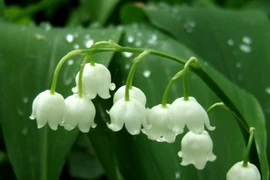 Giật mình 8 loài hoa đắt nhất thế giới, giá hàng tỷ đồng