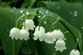 Giật mình 8 loài hoa đắt nhất thế giới, giá hàng tỷ đồng