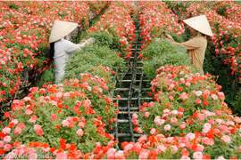 Hoa Tết: Làng hoa Sa Đéc ra lò 40.000 giỏ hoa mới, lạ