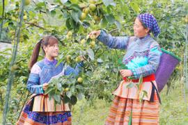 Lạc vào vùng đất cành lê thấp tè trĩu quả, mận chín tím cây