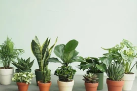 Chọn cây cảnh để bàn phù hợp giúp nhà thêm đẹp, gặp nhiều thuận lợi