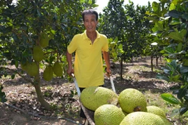 Hãi hùng bán một quả mít, thu cả triệu đồng