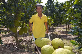 Hãi hùng bán một quả mít, thu cả triệu đồng