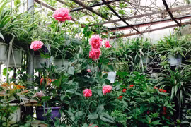 Vườn treo 10m2 tràn ngập hoa trên sân thượng tầng 4