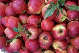 7 loại quả Trung Quốc bán tràn chợ Việt: Đẹp long lanh, rẻ như rau