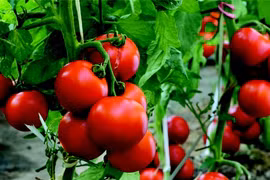 Cách trồng cà chua "thái miếng", được cả vườn cà chua sai trĩu