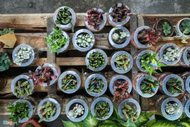 Cây kiểng Trung Quốc tràn về vựa hoa lớn nhất Nam Bộ sát Tết