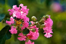 Ngắm hàng tường vi hồng lãng mạn bên tán phong xanh trên phố Hà Nội