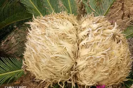 Tận mục vườn có hơn 20 cây vạn tuế cùng lúc trổ hoa