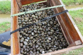 4h sáng, cả làng ùn ùn đi bắt ốc bươu vàng cứu lúa