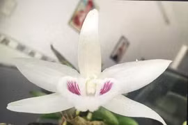 Giò lan 7 tỷ đồng: Chiêu thổi giá hay sự đam mê?