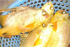 Chiêm ngưỡng 2 loài cá “đắt xắt ra miếng” được bảo tồn