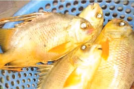 Chiêm ngưỡng 2 loài cá “đắt xắt ra miếng” được bảo tồn