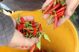 Malaysia tạm dừng nhập khẩu ớt Việt Nam