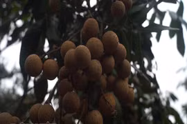 Đầu đông giá rét, nhãn Hưng Yên vẫn ra quả sai phát hờn