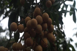 Đầu đông giá rét, nhãn Hưng Yên vẫn ra quả sai phát hờn