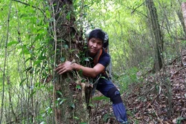 Chinh phục "cụ chè" shan tuyết - "kho báu" của đại ngàn Tây Bắc