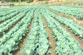 “Hot boy” làm vườn rau 200 triệu xanh đến “phát hờn“