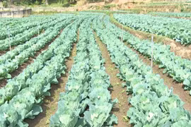 “Hot boy” làm vườn rau 200 triệu xanh đến “phát hờn“