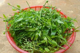 Những loại rau đắt hơn thịt được nhiều người tìm mua