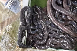 Nổi da gà, rùng rợn ở chợ tàn sát chim thú hoang Thạnh Hóa