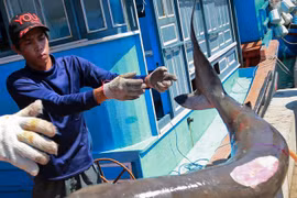 Sởn gai ốc theo chân những "sát thủ" săn cá mập