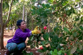 Sau "giải cứu", thủ phủ điều Bình Phước được mùa, giá đẹp "như mơ"