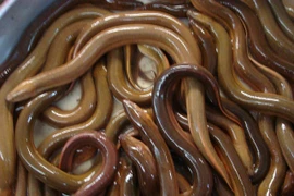 Cho lươn ăn thêm Vitamin C, thu nhập phát mê