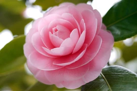 Loài hoa đẹp không tì vết "vạn người mê" khiến dân mạng điên đảo