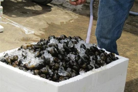 Đưa ốc bươu đi máy bay, kiếm bạc triệu mỗi ngày