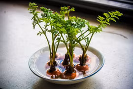 Trồng 10 loại rau, củ, quả chỉ bằng...1 cốc nước