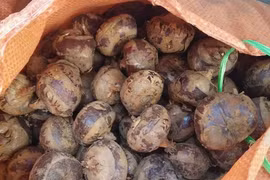 Sự thật ngã ngửa về loại quả đang khiến chị em chết mê