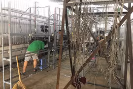 Trâu cày tiền ảo Trung Quốc đồng loạt "thất nghiệp"