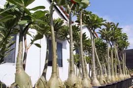 Mê mẩn “biệt đội” sứ “chân dài” tiền triệu hiếm có ở miền Tây