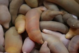 Đỏ mặt với đặc sản hình nhạy cảm, cách ăn cũng gây sốc